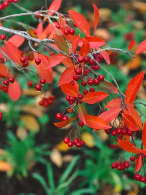Aronia Briliant (Aronia arbutifolia Brilliant)