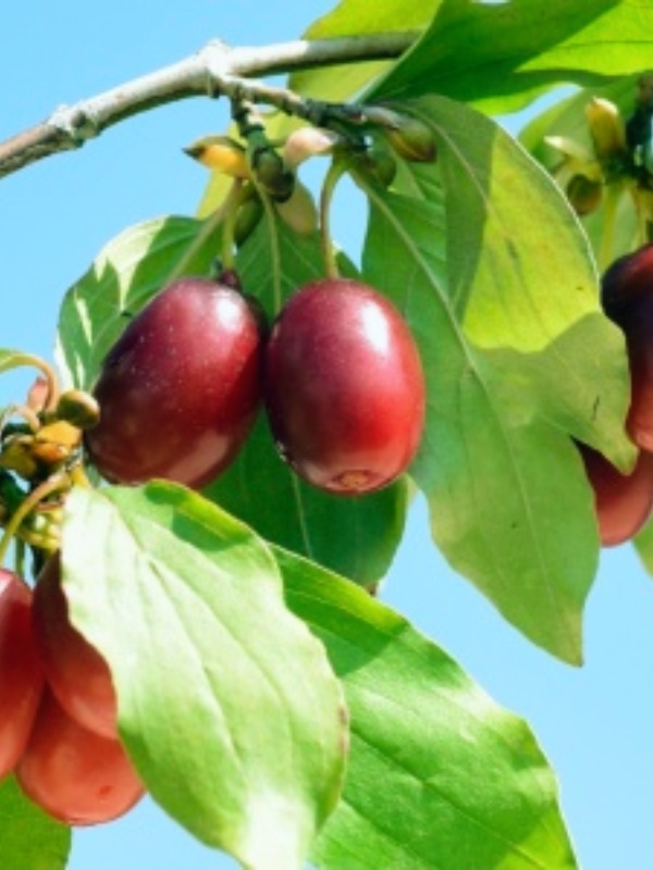 Corn (Cornus mas)