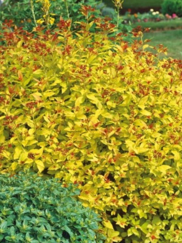 Cununita galbena (Spiraea japonica Goldmound)
