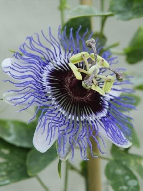 Floarea pasiunii (Passiflora Purple Haze)