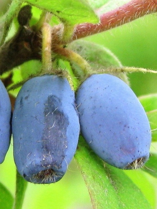 Fructele de miere (Lonicera kamtsch. Wojtek)