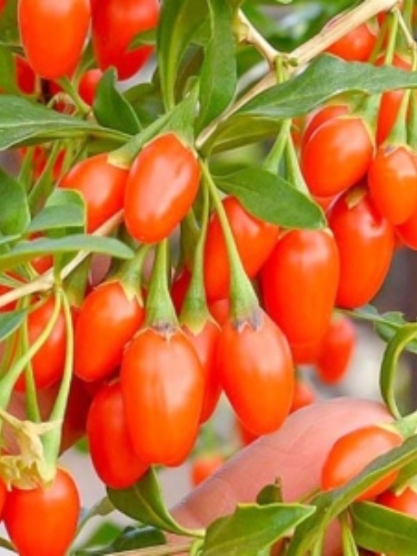 Goji de cultura (Lycium barbarum Korean Big)