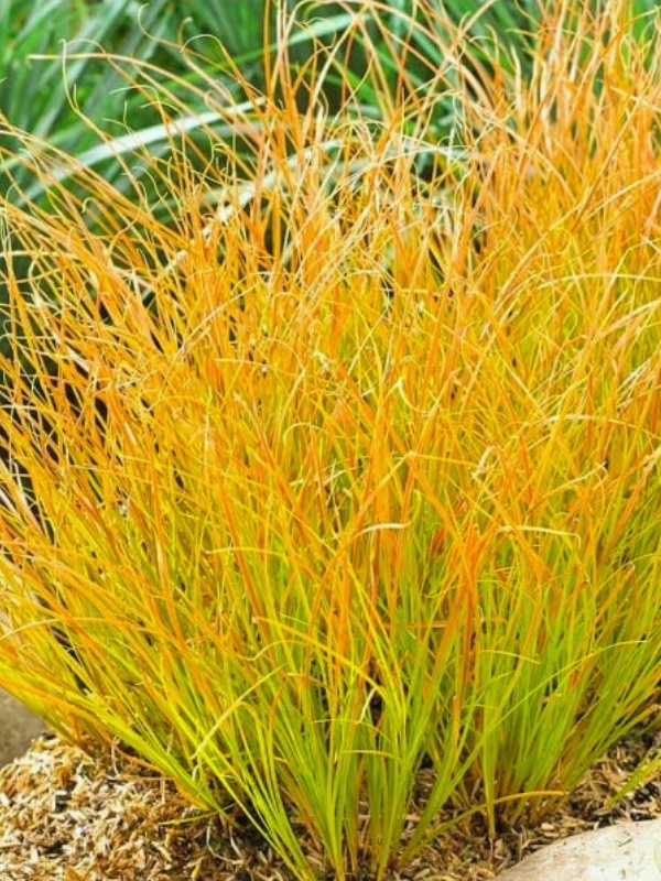 Iarbă decorativă (Carex testacea Prairie Fire)