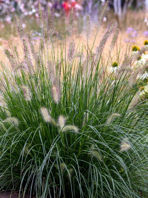 Iarba decorativa (Pennisetum alopecuroides)