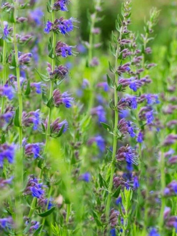 Isop (Hysopus officinalis)