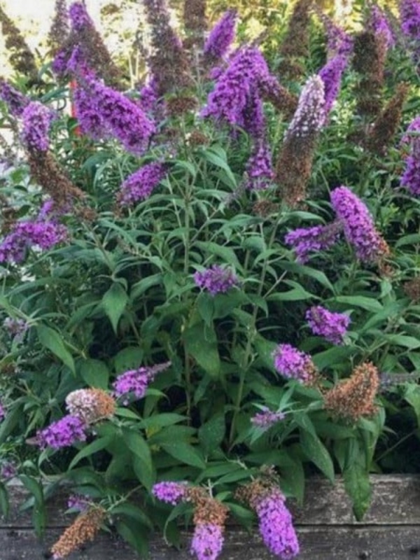 Liliac de vara mov (Buddleja dav. Border Beauty)
