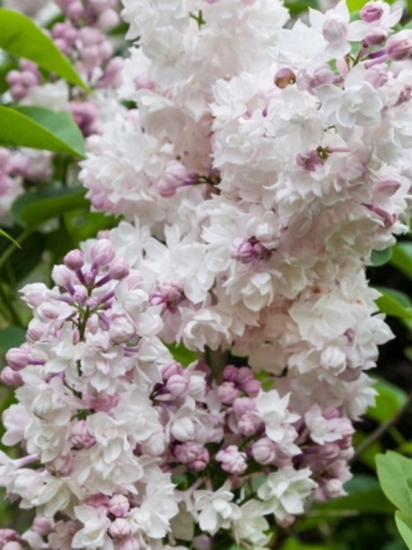 Liliac Krasavica (Syringa v. Krasavica M.)