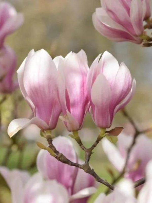 Magnolia roz (Magnolia soulangeana)