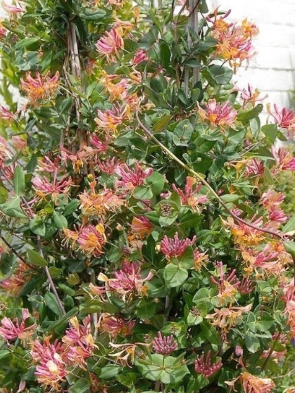Mana Maicii Domnului ( Lonicera heckr. Goldflame) 2L