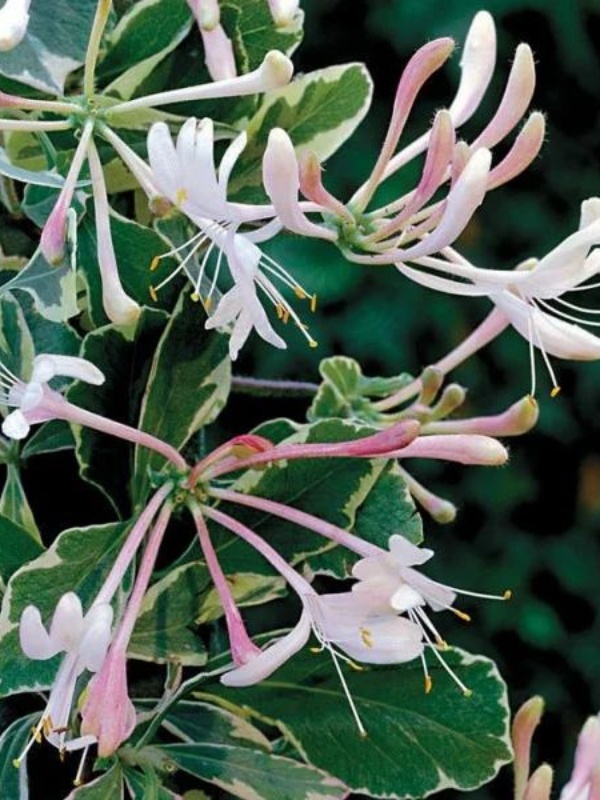 Mana Maicii Domnului vargata (Lonicera hecrottii Variegata)