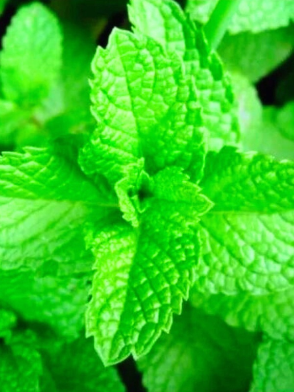 Menta (Mentha piperita pepermint)