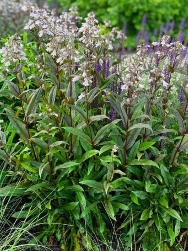 Penstemon (Penstemon digitalis husker red)