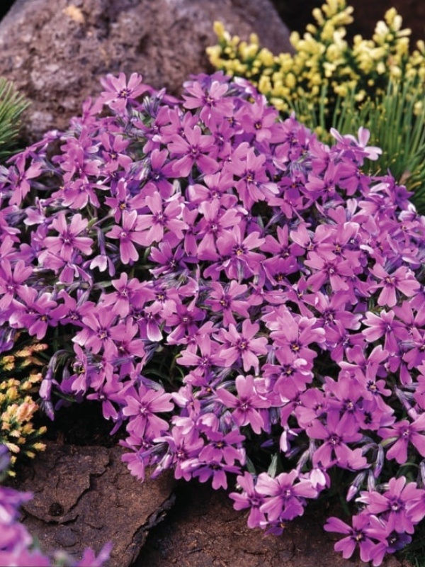 Phlox pitic (Phlox subulata Samson)