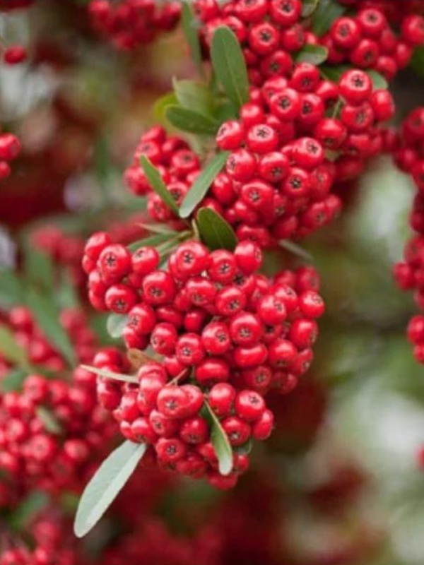 Piracanta roșie (Pyracantha Red Column)