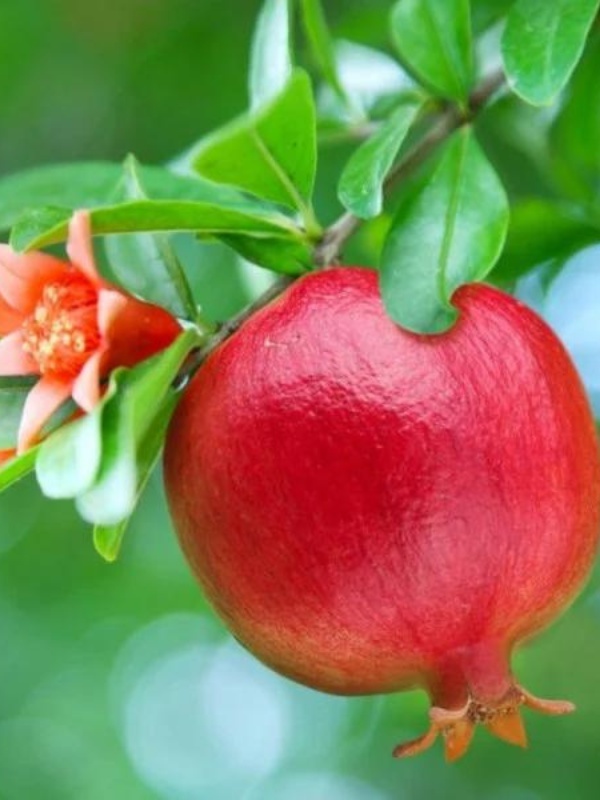 Rodie pitica (Punica granatum Nana)