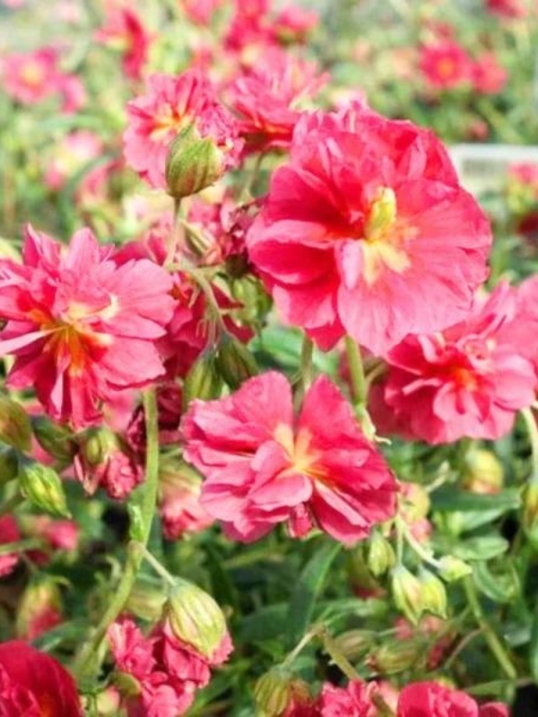 Soarele de stanca (Helianthemum num. Cherise Queen)
