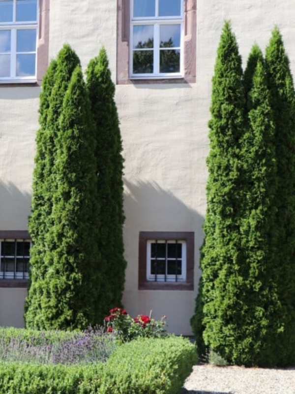 Tuia columnara ( Thuja columna)