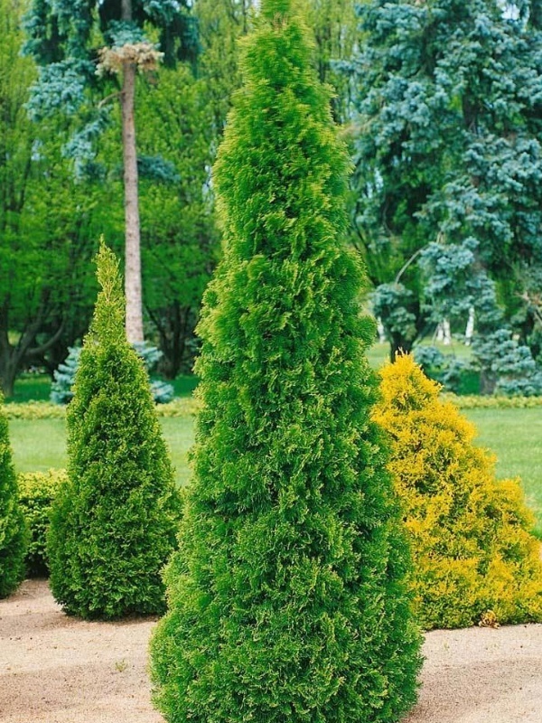 Tuia smaragd (Thuja smaragd) 20-30 cm
