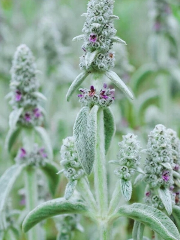 Urechi de iepure (Stachys byzantina)