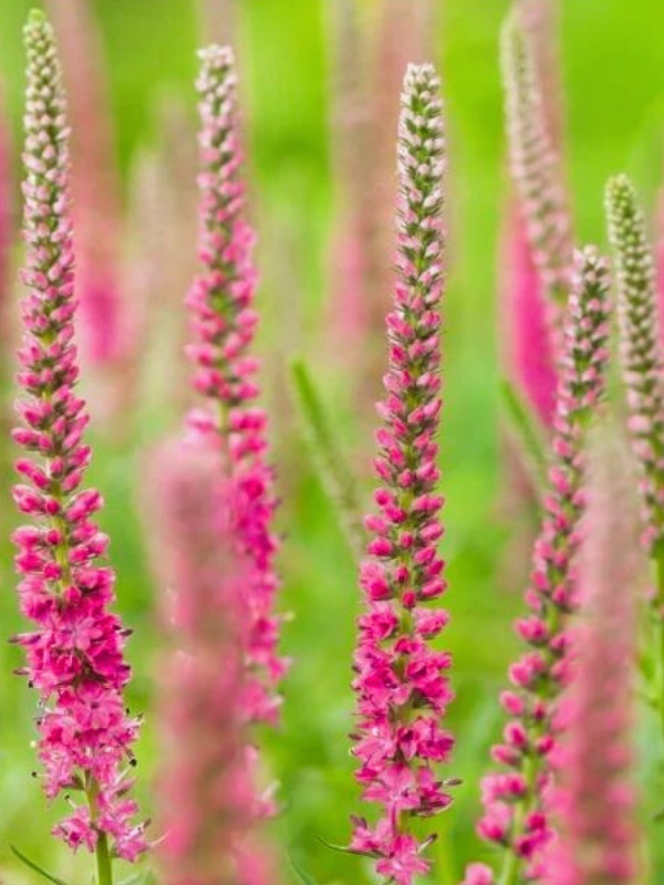 Veronica roz (Veronica spi. Rose zwerg)