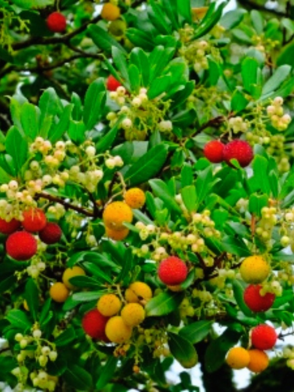 Arborele de capsuni (Arbutus unedo Compacta)