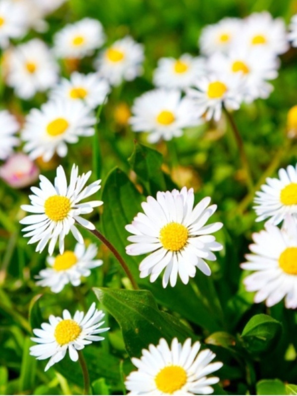 Banutei albi (Bellis perennis)