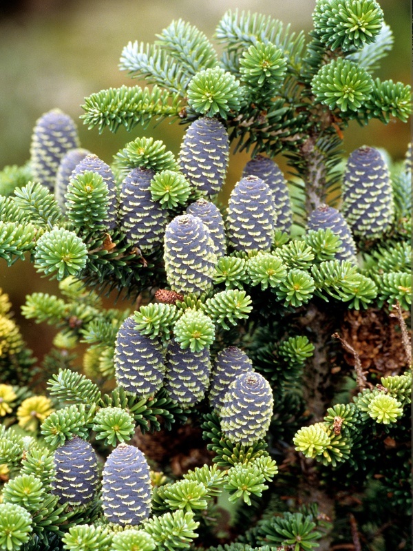 Brad corean (Abies koreana) ghiveci