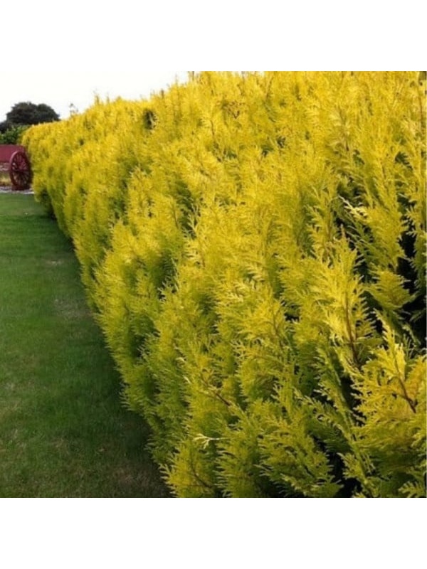 Chiparos leyland galben (Cupressocyparis leylandii Gold rider)