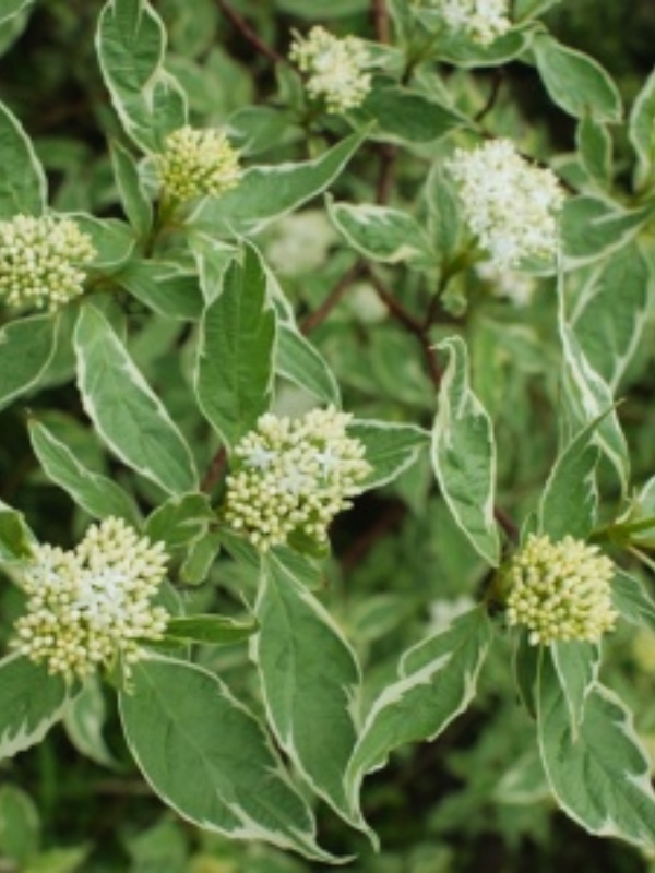 Corn decorativ (Cornus alba Sibirica Variegata)