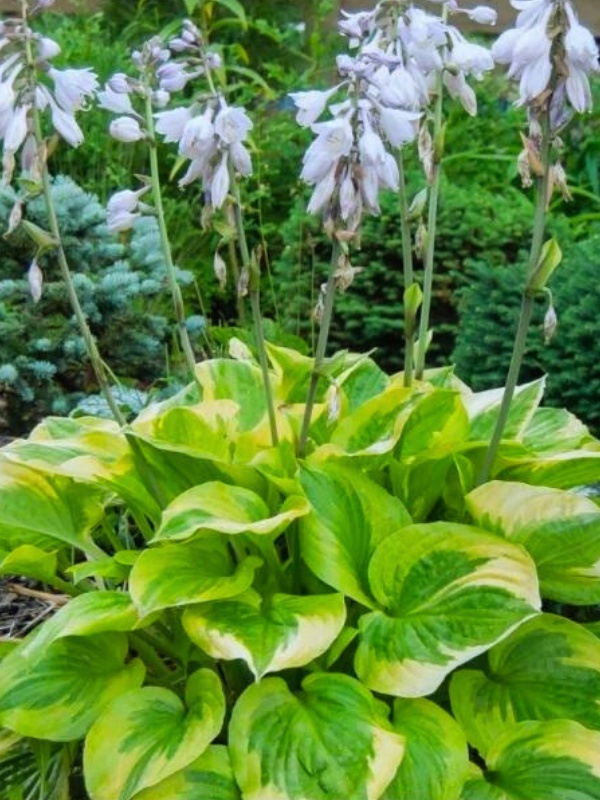 Crin de toamna (Hosta Summer Breeze)
