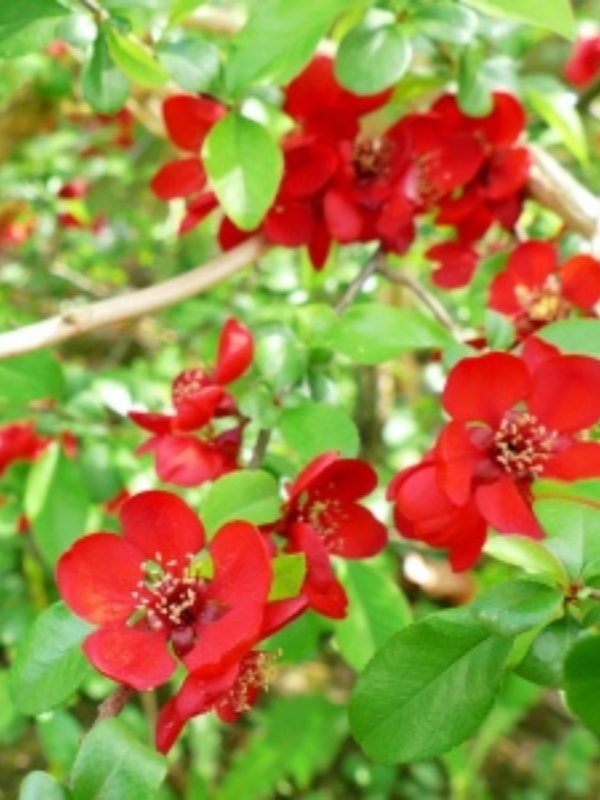 Gutui japonez (Chaenomeles japonica)