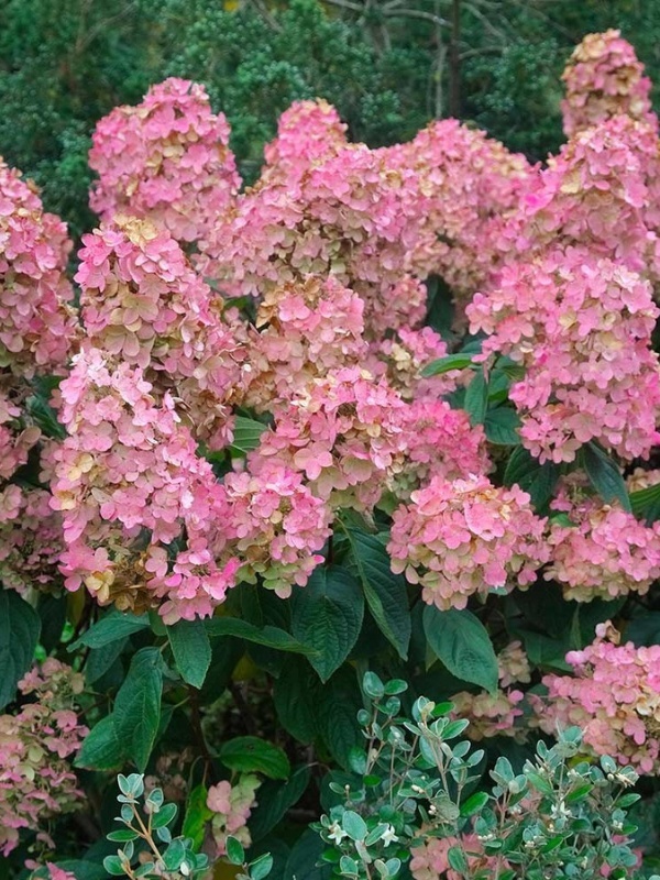 Hortensia roz (Hydrangea paniculata Pink Diamond)