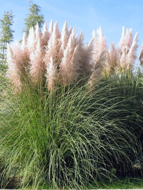 Iarbă de pampas (Cortaderia selloana Rose Plumme)