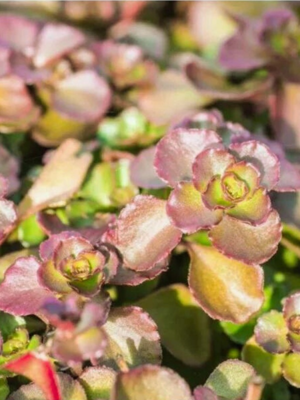 Iarba de soaldina (Sedum spurium Purpur Winter)
