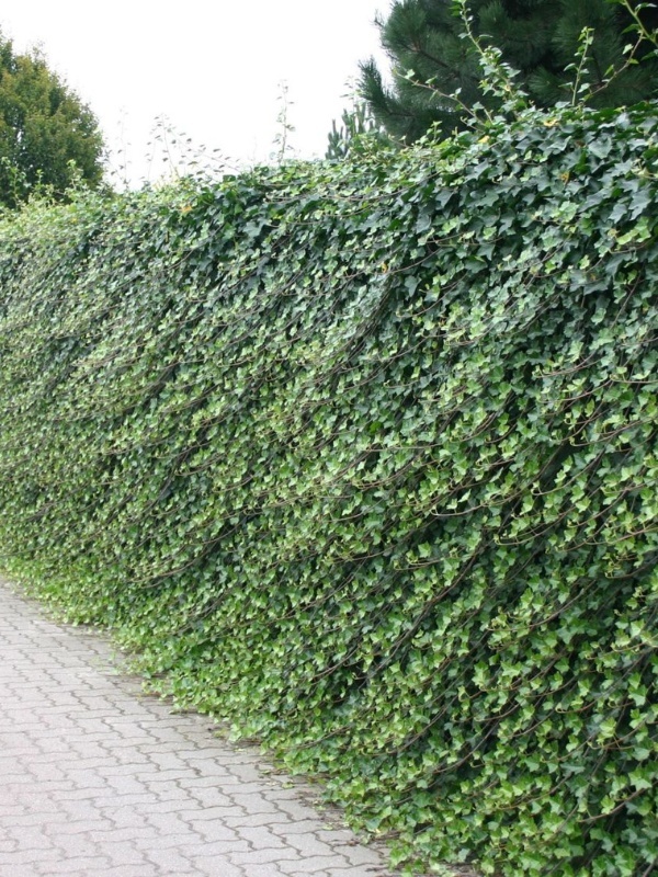 Iedera (Hedera hibernica)