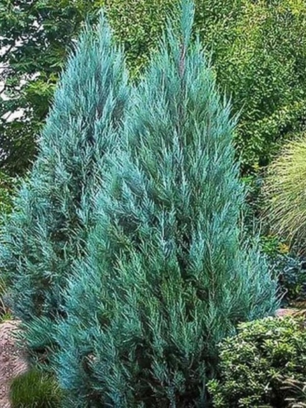 Ienupar columnar (Juniperus Moonglow)