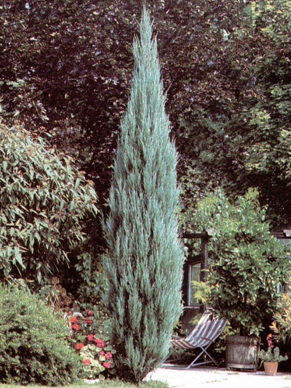 Ienupar sageata (Juniperus Skyrocket)