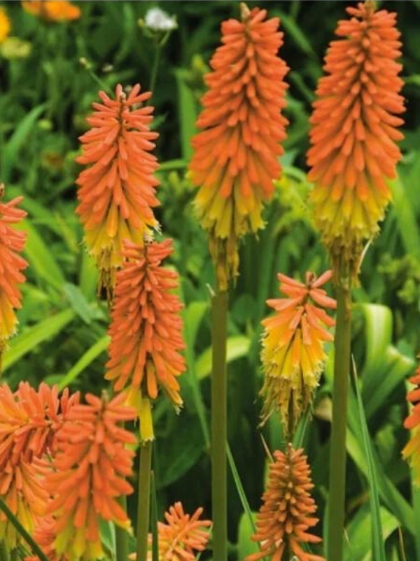 Knifolia (Kniphofia uvaria Flamenco)