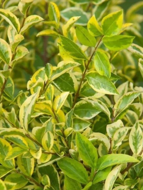 Lemn cainesc galben (Ligustrum ovalifolium Aureum)