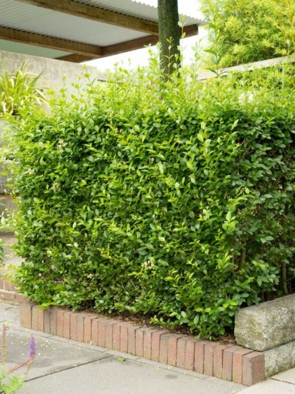 Lemn cainesc (Ligustrum ovalifolium)