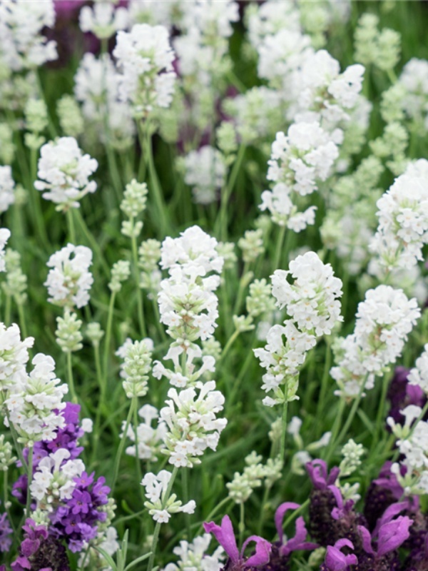Levantica alba (Lavandula ang. Arctic snow)
