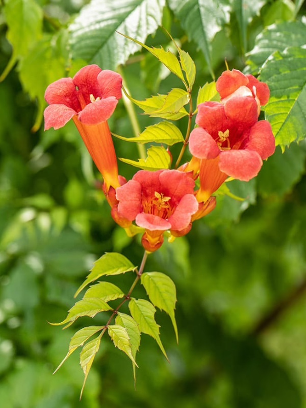 Luleaua/pipa turcului rosie (Campsis Flamenco)