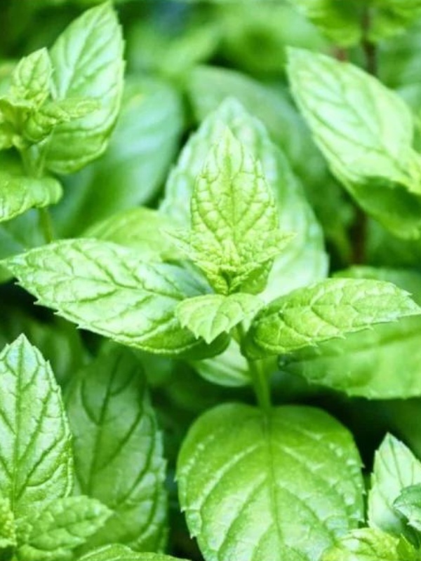 Menta cu aroma de lamaie (Mentha piperita lemonfresh)