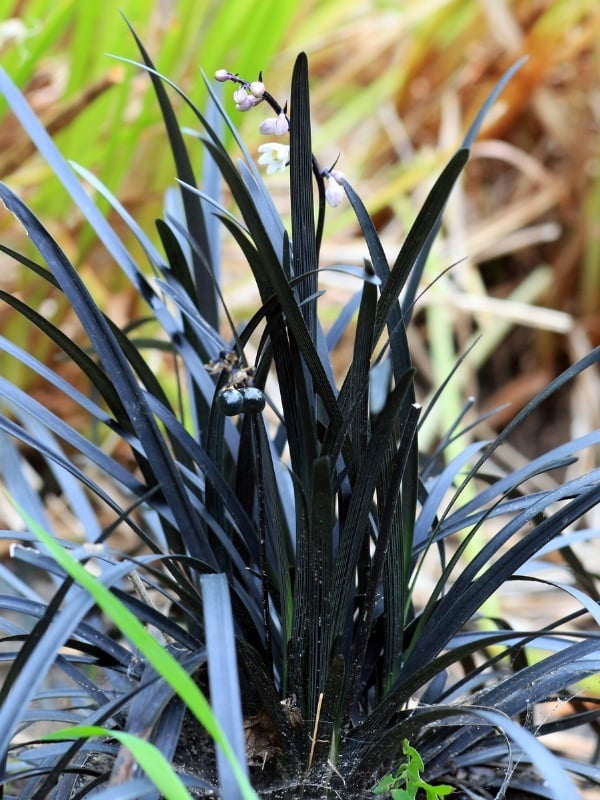 Ophiopogon planiscapus Niger