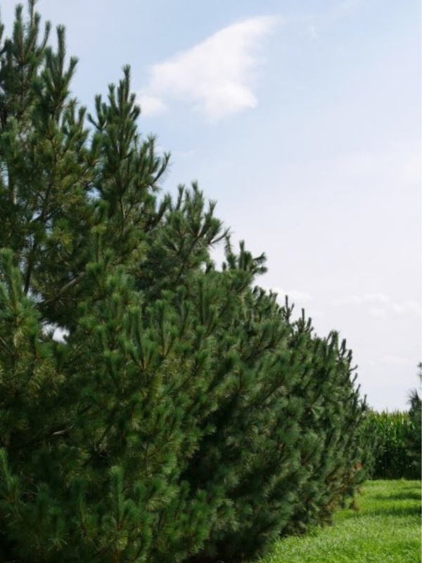 Pin macedonean (Pinus peuce)