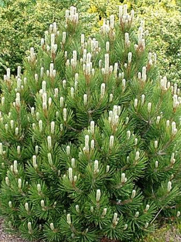 Pin pitic (Pinus mugo 'Mughus')