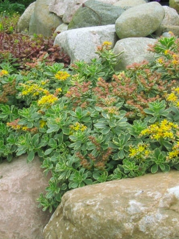 Sedum kamtschaticum Variegatum