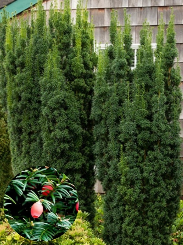 Tisa Hicksii (Taxus media Hicksii)