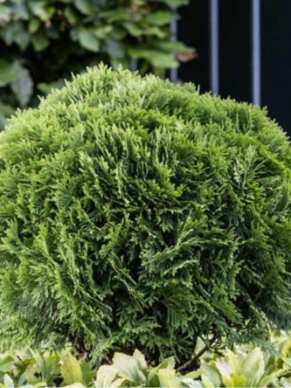 Tuia glob (Thuja occ. Danica)