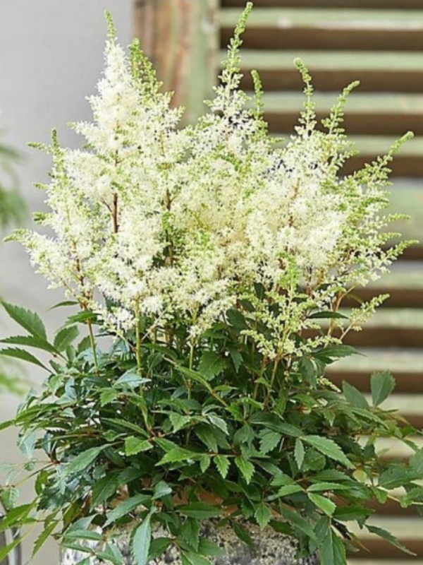 Astilbe (Astilbe arendsii Astary White)